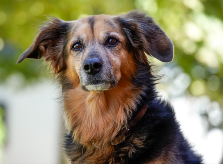 Tiergestützte Arbeit mit Therapiehund Alma für Schulbegleitung und Inklusion in Siegburg, Lohmar, Much, Sankt Augustin und Troisdorf